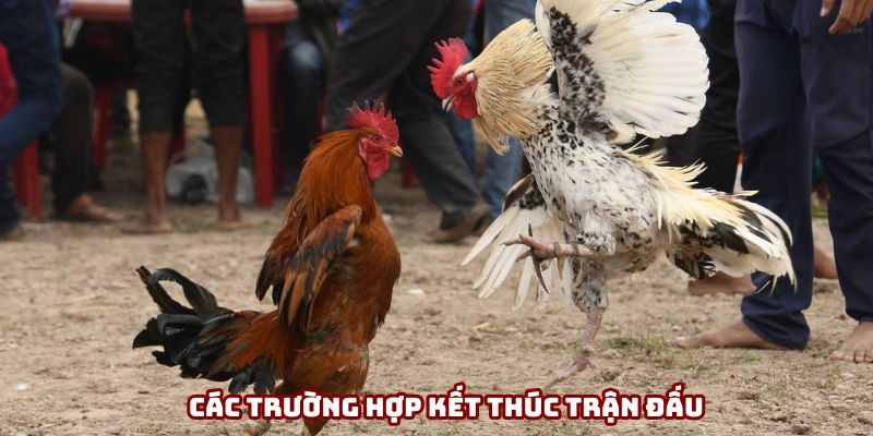 Có nhiều kết quả trong một trận chiến