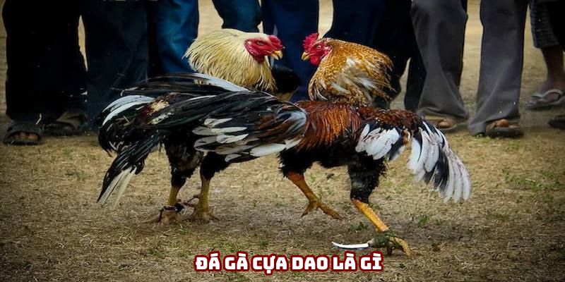 Đá gà cựa dao kịch tính, gay cấn đến từng phút giây