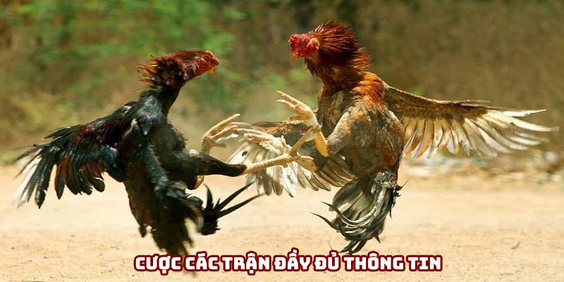 Chọn cược những trận chiến đầy đủ thông tin