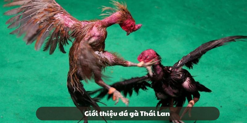 Sơ lược đá gà Thái Lan