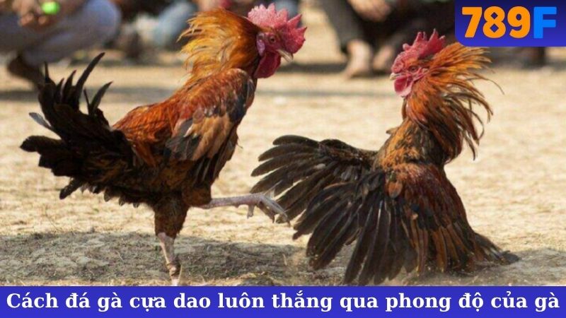 Cách đá gà cựa dao luôn thắng qua phong độ của gà