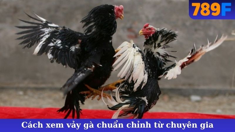 Cách xem vảy gà chuẩn chỉnh từ chuyên gia