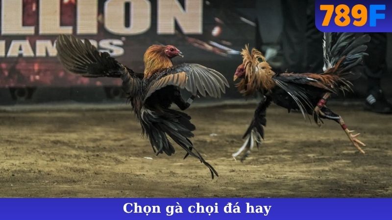 Chọn Gà Chọi Đá Hay